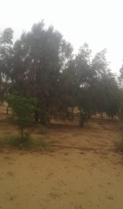 البيع استراحه في ام شيح