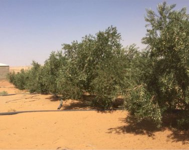 مشروع دواجن بيض للبيع 