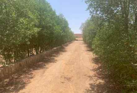 للبيع مزرعه ( قطاع زراعي )