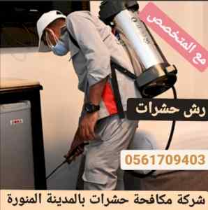 شركة مكافحة الصراصير بالمدينة المنورة 