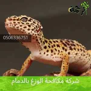 افضل شركة مكافحة الوزغ  بالدمام