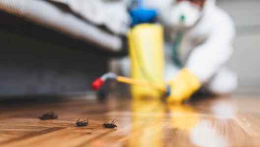 شركة مكافحة حشرات بالدمام  بافضل الاسعار