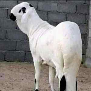  قصاب ماهر بحي البديعه 0556418907 