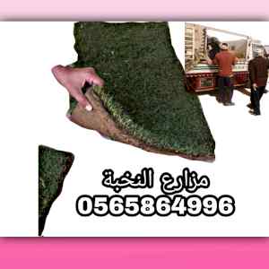 ثيل طبيعي تيل زيل 