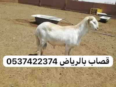 قصاب بالرياض ماهر 0537422374 جزار بالرياض سلا
